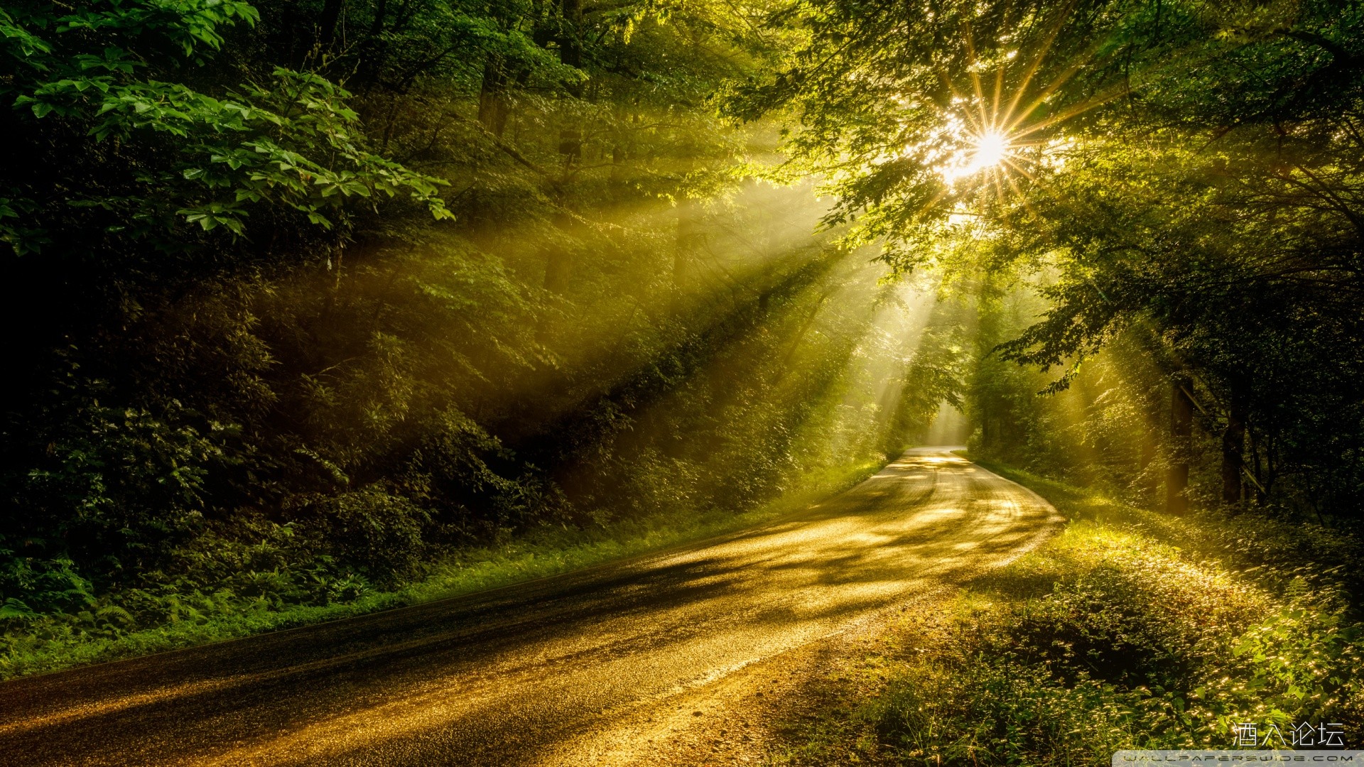 sun_rays_through_the_forest_trees_road-wallpaper-1920x1080.jpg
